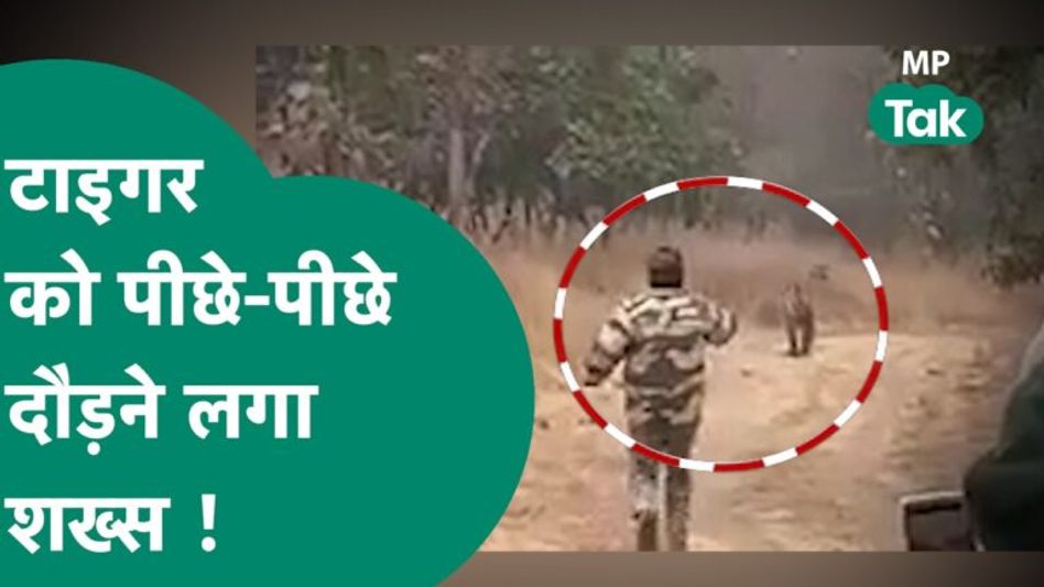 पन्ना टाइगर रिजर्व: शेर के पीछे मोबाइल लेकर भागते वनकर्मी का Video वायरल, जांच के आदेश Video Thumbnail