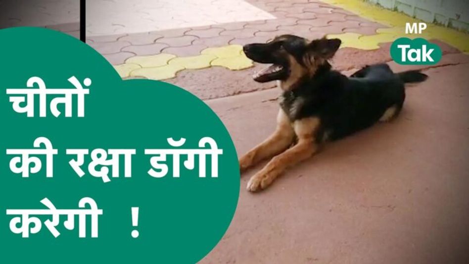 Kuno National Park में मौजूद चीतों को बचाने के लिए जंगल में आ गई डॉगी ILU Video Thumbnail