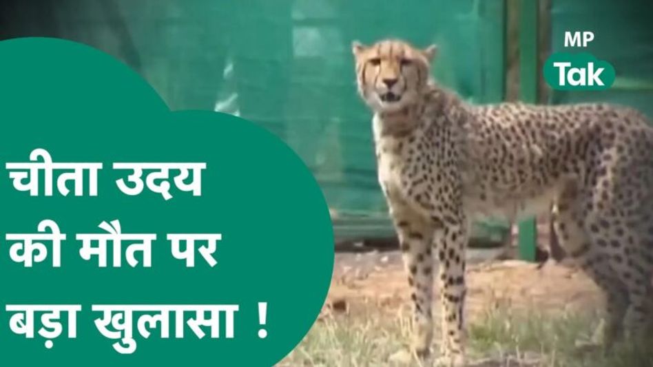 एक बार गिरा ‘उदय’ दोबारा नहीं उठा, PM रिपोर्ट में चीते की मौत पर हुआ बड़ा खुलासा Video Thumbnail