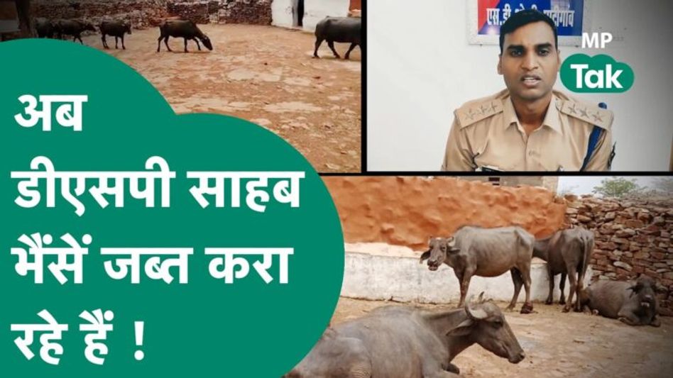 Social Media पर वायरल रहने वाले DSP साहब अब भैंसें जब्त करा रहे हैं ! | MP Tak Video Thumbnail