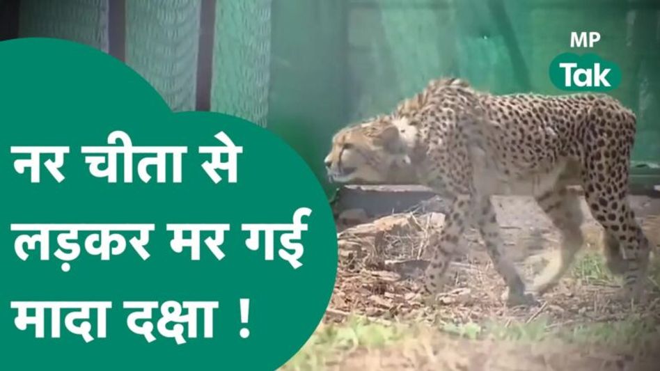 Kuno National Park से आई एक और बुरी खबर, Cheetah दक्षा की आपसी जंग में हो गई मौत ! | MP Tak Video Thumbnail