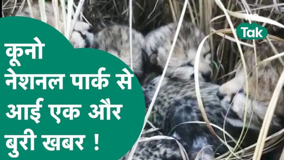 Kuno National Park से आई एक और बुरी खबर, पार्क प्रबंधन की बढ़ती जा रही है चिंता ! | MP Tak Video Thumbnail