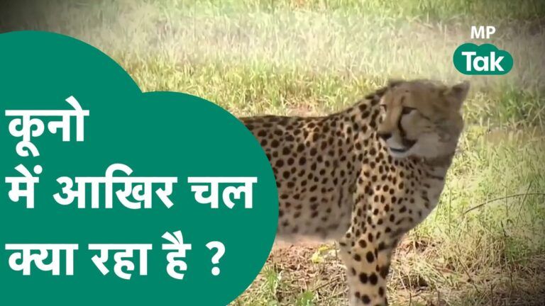 Kuno Nation Park से आई एक और बुरी खबर, पीएम के प्रोजेक्ट पर लगी किसकी नजर ? | MP Tak Video Thumbnail