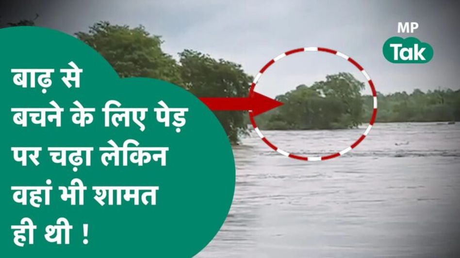 बारिश और बाढ़ से एमपी बेहाल, कई जगह बाढ़ में फंसे लोग, पेड़ पर चढ़ा शख्स मांग रहा है मदद! | MP Tak Video Thumbnail