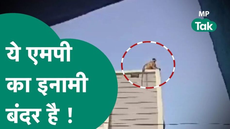 इस मोस्ट वांटेड बंदर को पकड़ने में जुटी कई जिले की टीम, लेकिन अभी तक पकड़ नहीं पाई ! | MP Tak Video Thumbnail