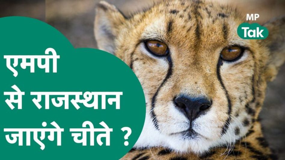 चीतों की मौत के बाद बढ़ेगी एमपी की मुश्किलें, राजस्थान भेजे जाएंगे चीते ?| MP Tak Video Thumbnail