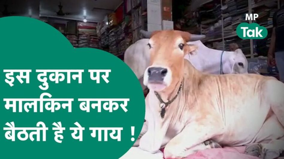 कपड़ों की ये दुकान पूरे शहर में मशहूर है, यहां सालों से सेठ की जगह बैठती है गाय ! MP Tak Video Thumbnail