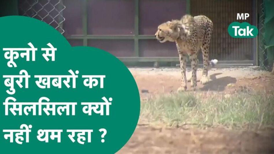 Kuno से आई 3 दिन में दूसरी बुरी खबर, तेजस के बाद अब सूरज की मौत, कूनो प्रशासन में मचा हड़कंप ! Video Thumbnail