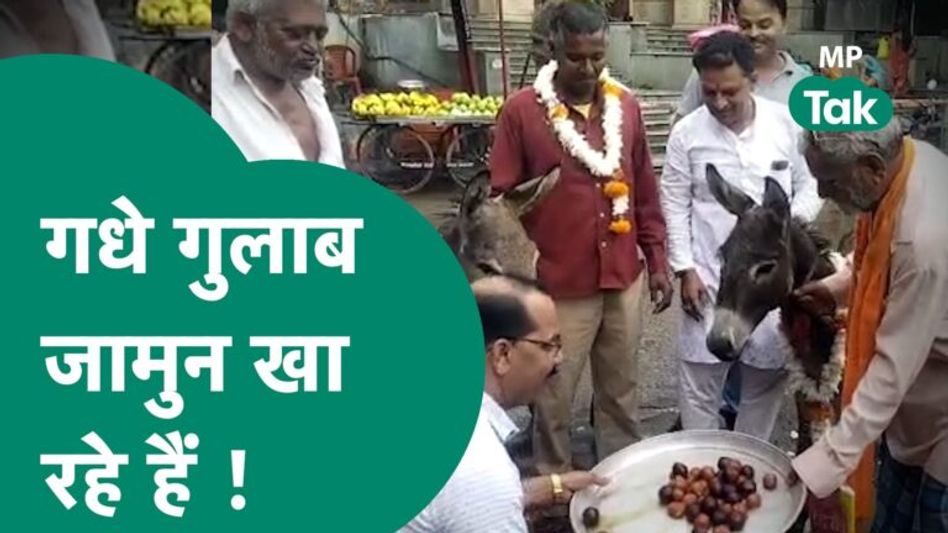 अजब एमपी, गधे को गुलाब जामुन खिला रही है जनता ! | MP Tak Video Thumbnail