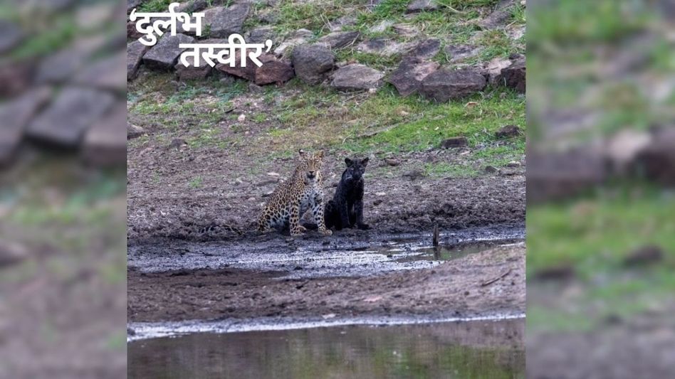 VIDEO: जंगल में अपनी मां के साथ प्यास बुझाता दिखा ब्लैक पैंथर 'बघीरा', मोगली लैंड से आई ये खूबसूरत तस्वीर Video Thumbnail