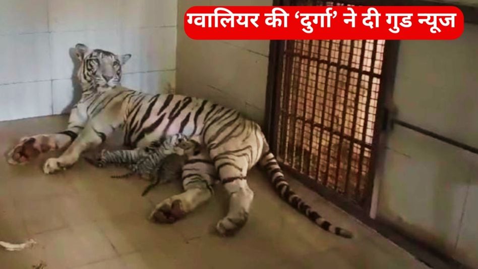 दुर्गा ने दी Good News तो तीनों शावकों के मांगे गए नाम, लोगों ने बताए 150, अब निकलेगी लॉटरी Video Thumbnail