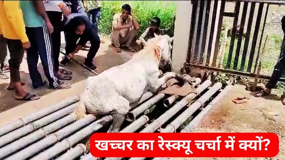 पन्ना में 24 घंटे से फंसे इस बेजुबान को बचाने के लिए लोग कर रहे रेस्क्यू, वीडियो वायरल हुआ तो होने लगी चर्चा! Video Thumbnail