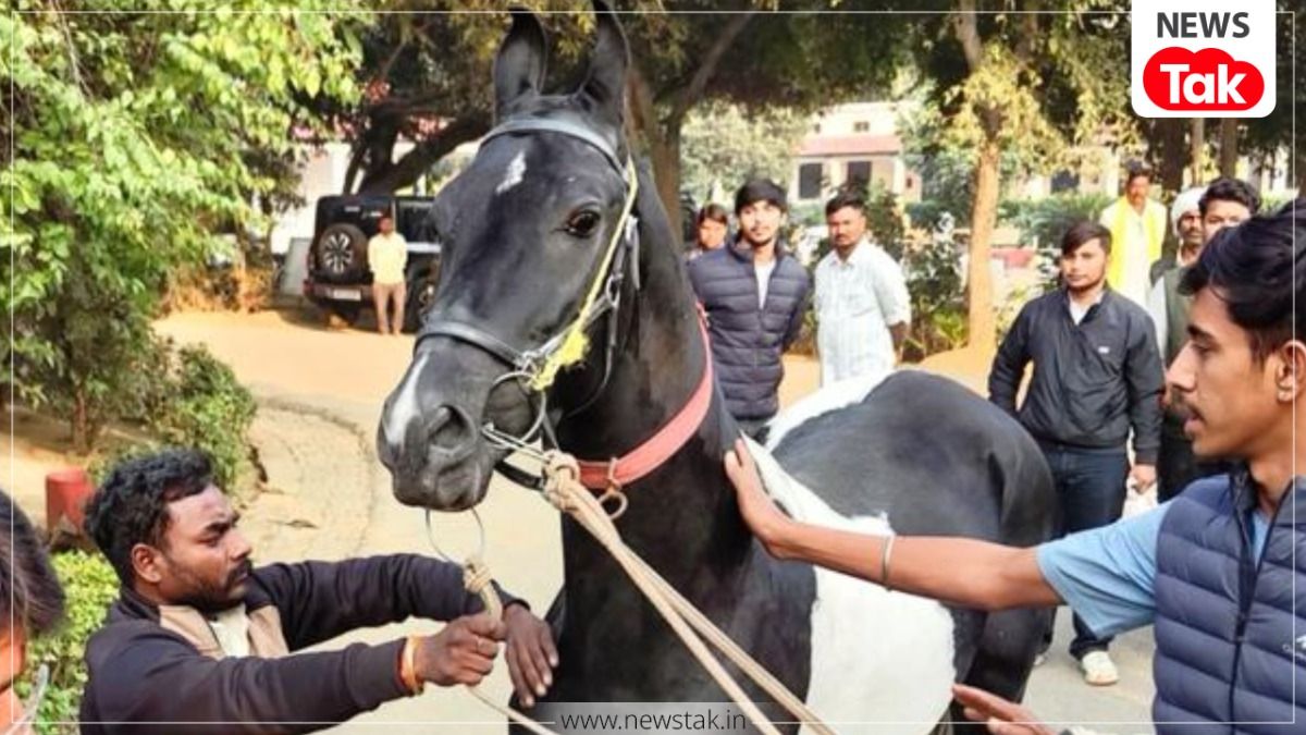 राजा भैया को मिला 1.5 करोड़ का मारवाड़ी घोड़े की नस्ल क्यों होती इतनी खास? जानकर रह जाएंगे हैरान