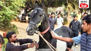 राजा भैया को मिला 1.5 करोड़ का मारवाड़ी घोड़े की नस्ल क्यों होती इतनी खास? जानकर रह जाएंगे हैरान राजा भैया को मिला 1.5 करोड़ का मारवाड़ी घोड़े की नस्ल क्यों होती इतनी खास? जानकर रह जाएंगे हैरान