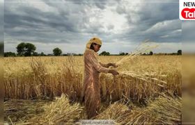 राजस्थान: लाखों किसानों को नहीं मिला सीएम किसान निधि का पैसा, जानें अब क्या करें? राजस्थान के किसानों को झटका