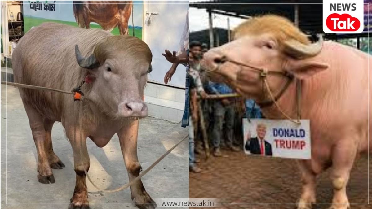 वायरल भैंस