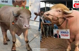 बांग्लादेश में 'डोनाल्ड ट्रंप' और 'नेतन्याहू' भैंस का गजब का क्रेज, हेयरस्टाइल देख लगी सेल्फी की भीड़, जानें इसकी पूरी स्टोरी वायरल भैंस