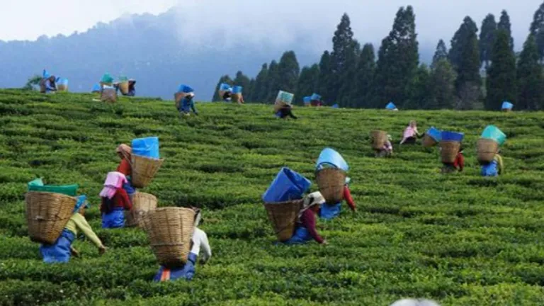 नेचर लवर हो या घूमने के शौकीन असम है आपके लिए परफेक्ट डेस्टिनेशन NewsTak