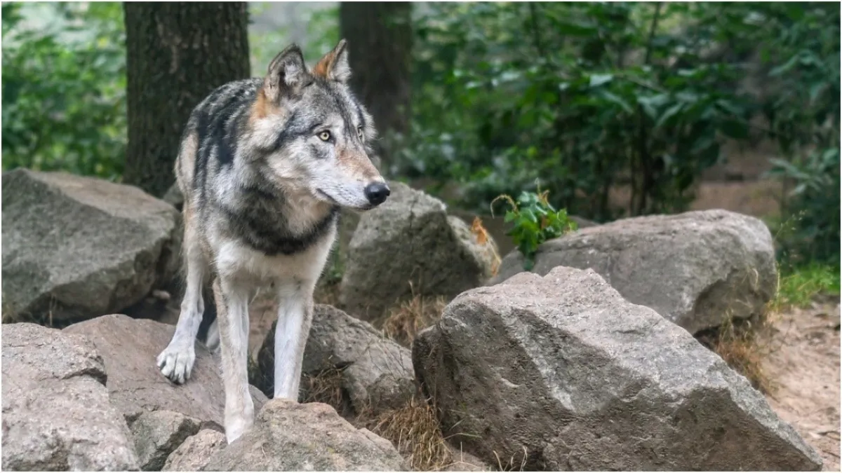 Wolves in Khandwa
