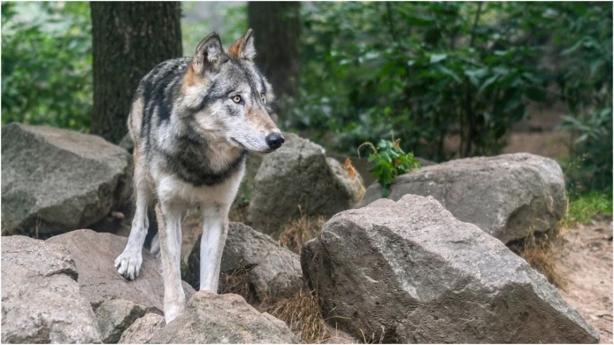 Wolves in Khandwa