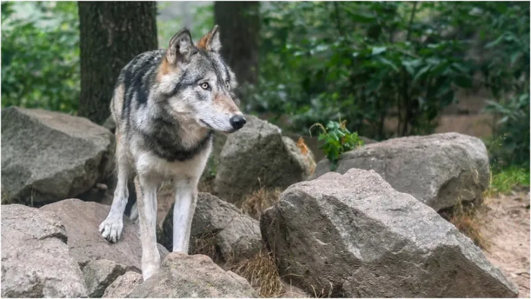 MP: यूपी के बाद मध्यप्रदेश के खंडवा में भी भेड़िए का आतंक, 5 ग्रामीणों पर किया हमला, इलाके में दहशत Wolves in Khandwa