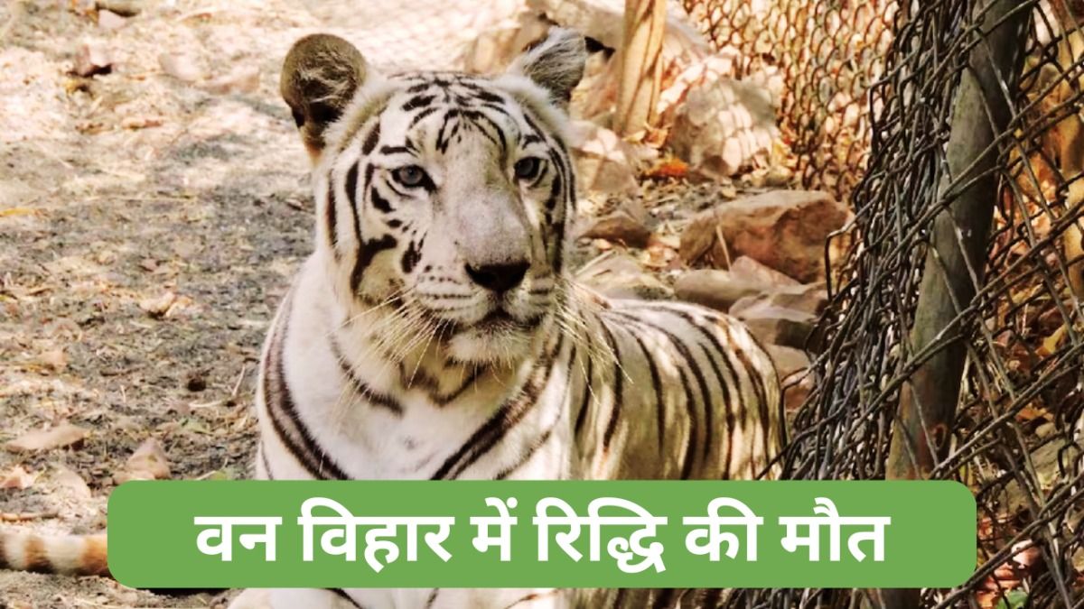 इंदौर से भोपाल लाई गई सफेद बाघिन 'रिद्धि' बन गई थी वन विहार की शान, जानें कौन थी वो? van_vihar_bhopal