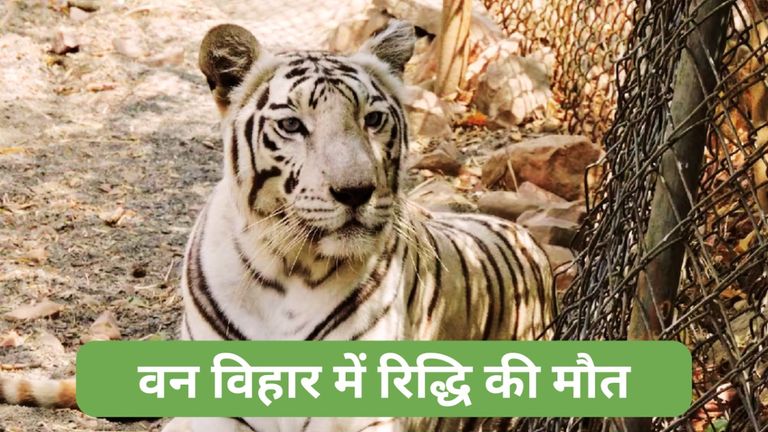 इंदौर से भोपाल लाई गई सफेद बाघिन 'रिद्धि' बन गई थी वन विहार की शान, जानें कौन थी वो? van_vihar_bhopal