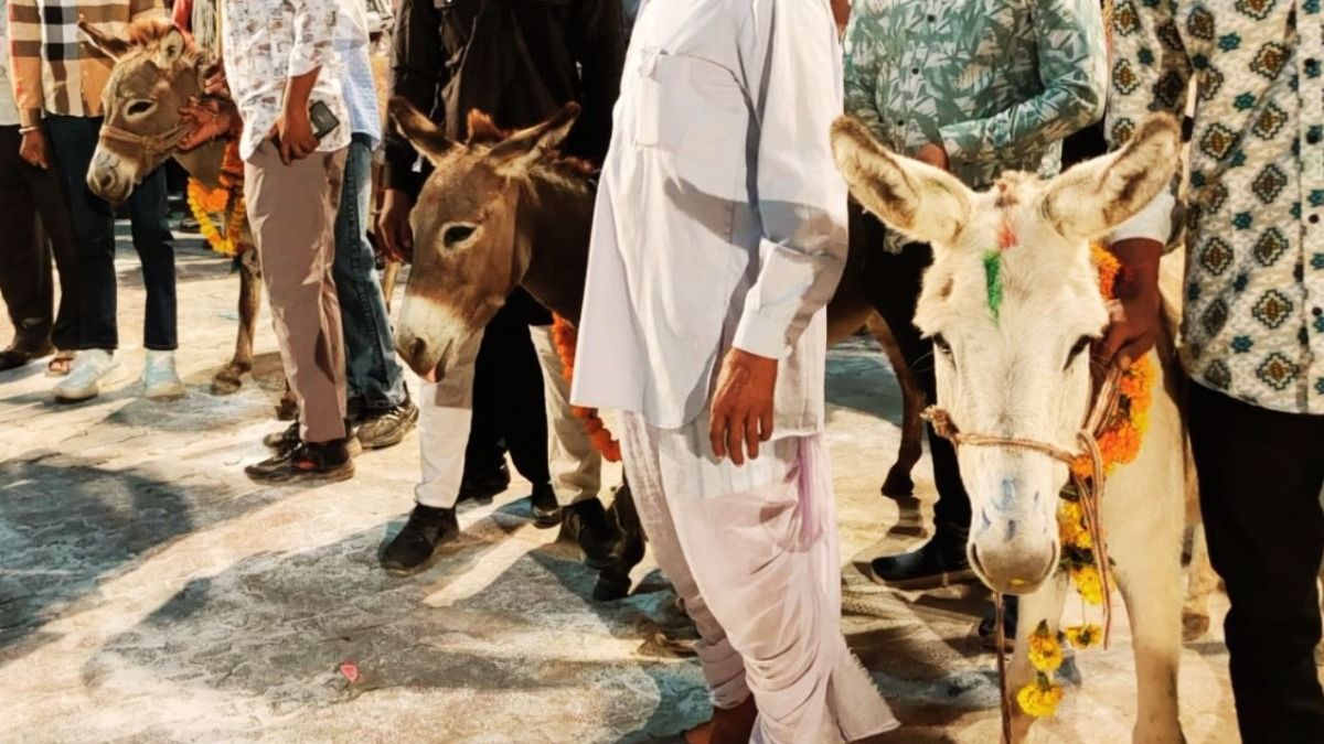 Rajasthan: इस जिले में अन्नकूट पर की गई गधों की पूजा, सामने आई ये कहानी NewsTak