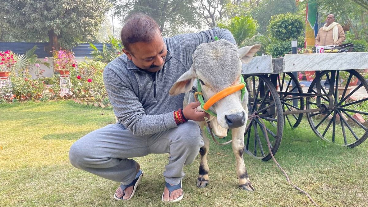 दुनिया की सबसे छोटी पुंगनूर गाय पहुंची मंत्री अशोक चौधरी के घर, जानें इसकी खासियत NewsTak