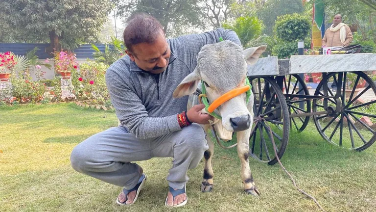 दुनिया की सबसे छोटी पुंगनूर गाय पहुंची मंत्री अशोक चौधरी के घर, जानें इसकी खासियत NewsTak