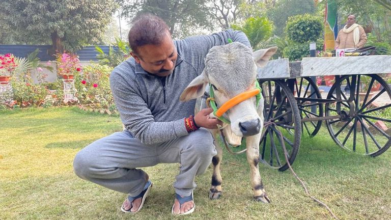 दुनिया की सबसे छोटी पुंगनूर गाय पहुंची मंत्री अशोक चौधरी के घर, जानें इसकी खासियत NewsTak