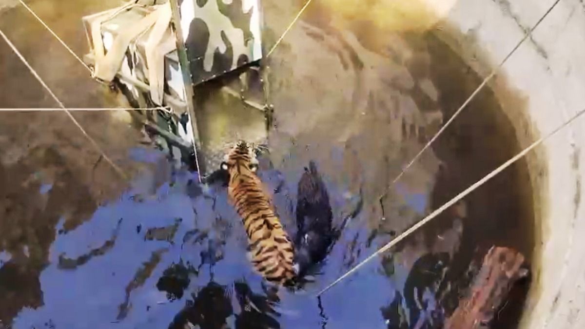 पेंच टाइगर रिजर्व में शिकार करते हुए एक बाघ कुएं में गिरा.