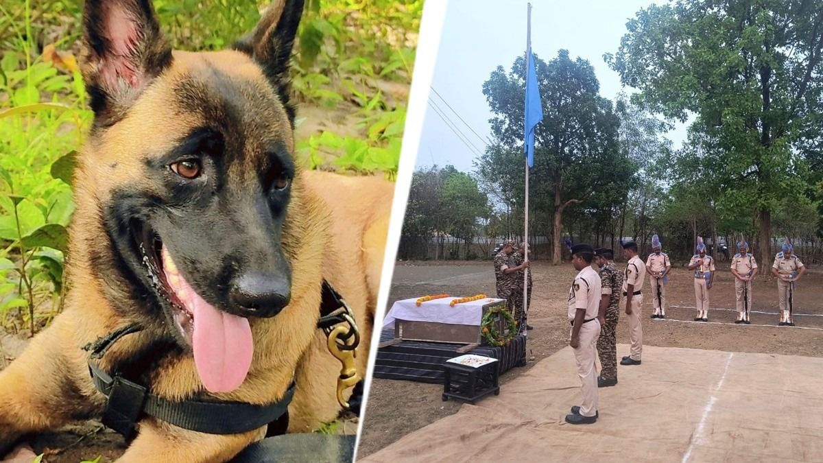 छत्तीसगढ़: CRPF डॉग रोलो को मरणोपरांत वीरता सम्मान, ऑपरेशन में मधुमक्खियों के हमले से हुई मौत NewsTak