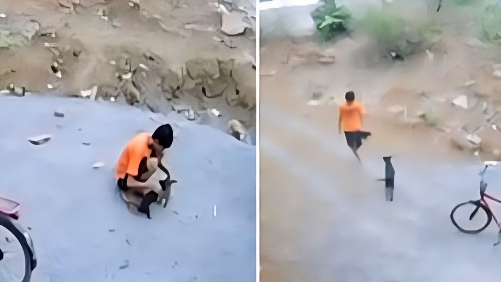 बिलासपुर में पिल्लों के साथ की ऐसी हैवानियत...वीडियो देख कर कांप उठेंगे आप! तस्वीर: इंडिया टुडे