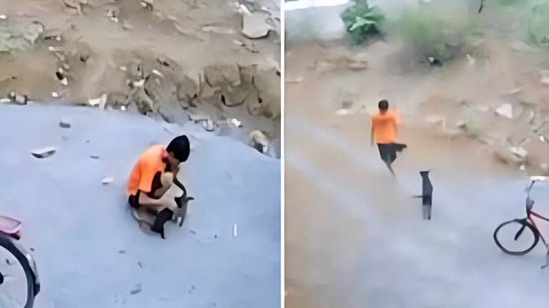 बिलासपुर में पिल्लों के साथ की ऐसी हैवानियत...वीडियो देख कर कांप उठेंगे आप! तस्वीर: इंडिया टुडे