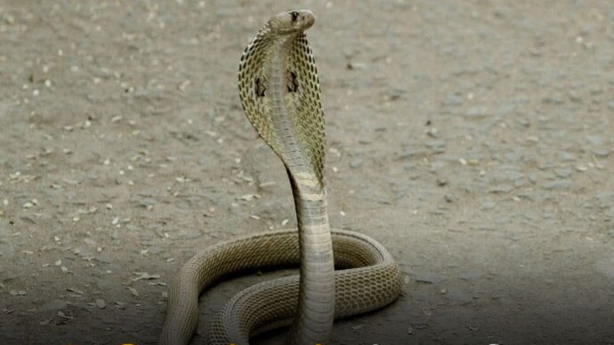 द्वारका बाई 29 बार सांप काटने से कैसे मर सकती है? चौंकिए मत मध्य प्रदेश में ऐसा हुआ है पर ट्विस्ट अभी बाकी! NewsTak