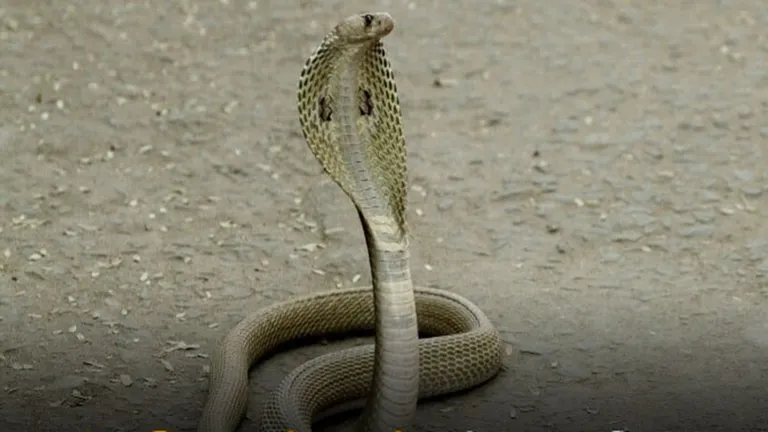 द्वारका बाई 29 बार सांप काटने से कैसे मर सकती है? चौंकिए मत मध्य प्रदेश में ऐसा हुआ है पर ट्विस्ट अभी बाकी! NewsTak