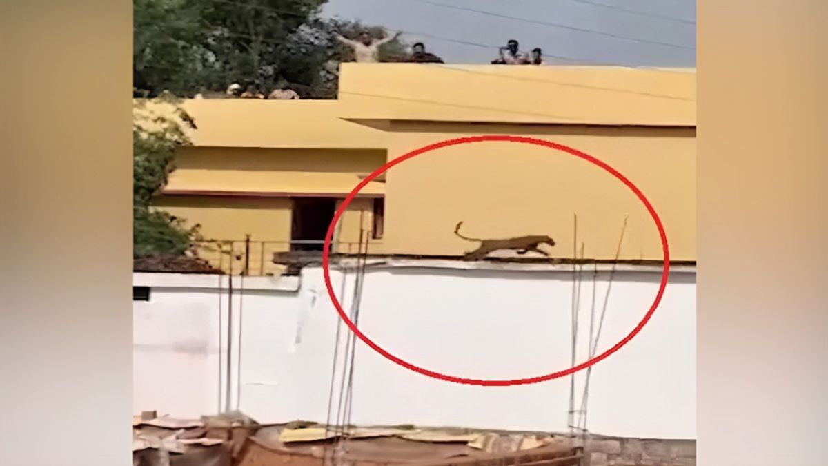 छत्तीसगढ़ में एक घर के बाथरूम में घुसा तेंदुआ, 2 घंटे बाद ऐसे किया गया रेस्क्यू, देखें वीडियो leopard viral video