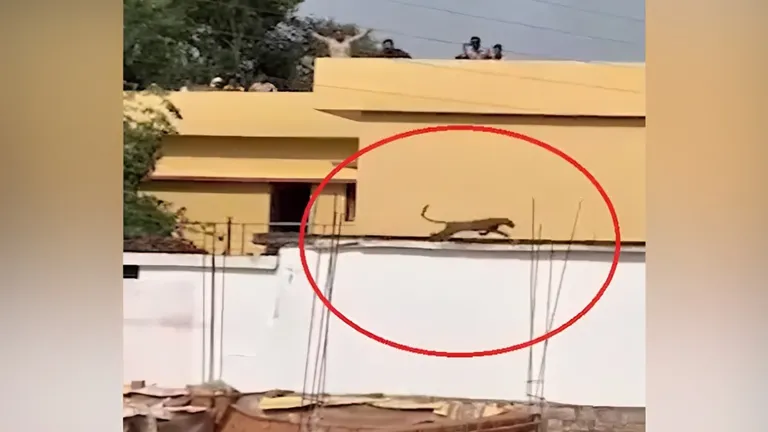 छत्तीसगढ़ में एक घर के बाथरूम में घुसा तेंदुआ, 2 घंटे बाद ऐसे किया गया रेस्क्यू, देखें वीडियो leopard viral video