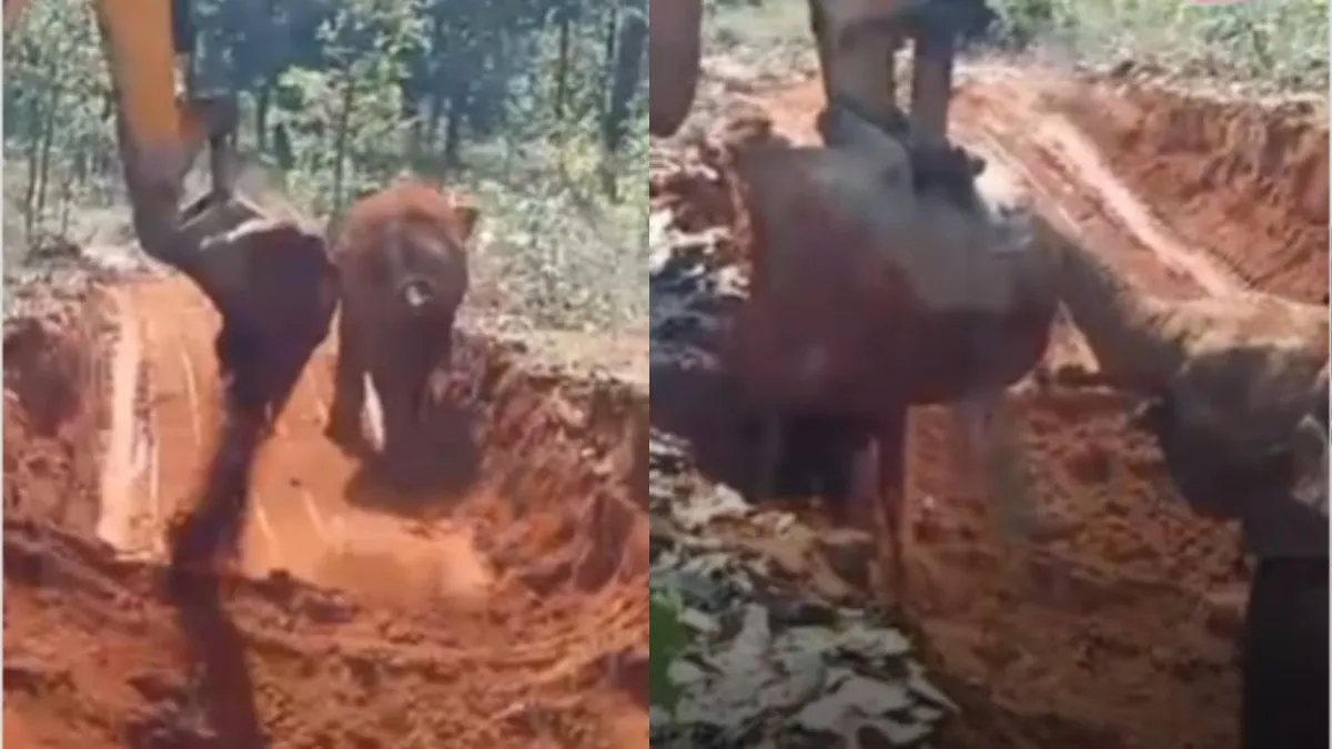 छत्तीसगढ़ में कुंए से रेस्क्यू के बाद हाथी के शावक ने JCB को दिया भावुक रिएक्शन