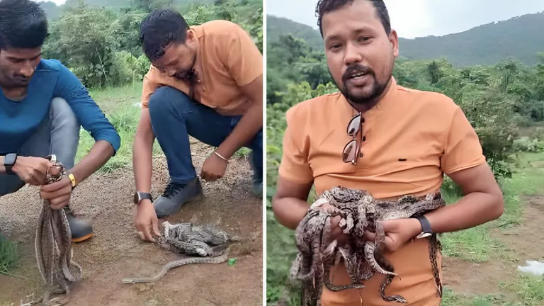 छत्तीसगढ़ के नंसिया गांव में अजगर के अंडों से निकले 21 बच्चे, वीडियो हुआ वायरल Chhattisgarh python rescue