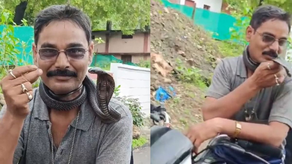 कोबरा को KISS और स्टंटबाजी करना स्नैक कैचर पर पड़ा भारी, सांप के डसने से गई जान गई, खौफनाक VIDEO आया! MP