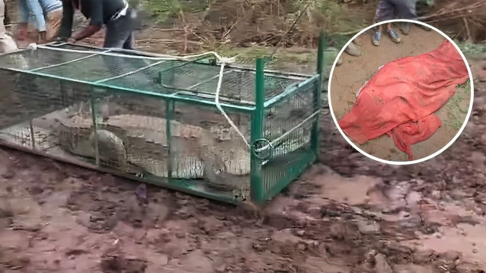Madhya Pradesh crocodile news