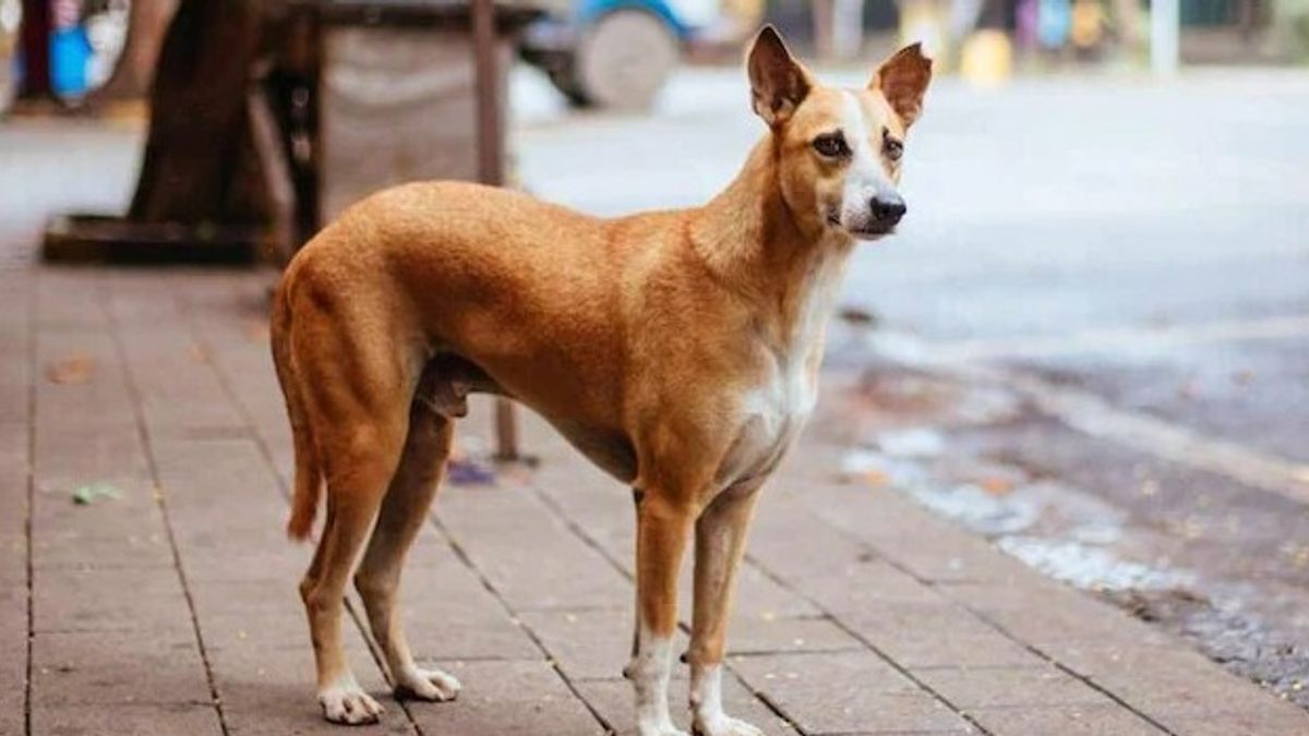 बिहार में कुत्ते का बना आवासीय प्रमाण पत्र, नाम और फोटो देख भौंचक्के रह जाएंगे आप पटना में मसौढ़ी अंचल कार्यालय द्वारा जारी कुत्ते का आवासीय प्रमाण पत्र