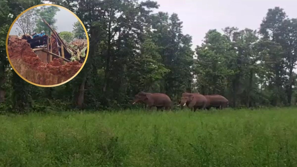 सरगुजा में हाथियों ने बाप-बेटी को कुचला, गांव में मचा हड़कंप