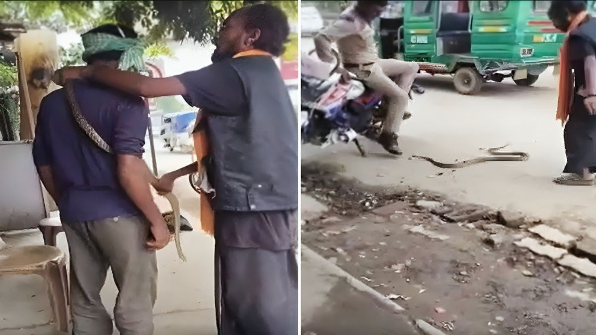 महिला कॉन्स्टेबल की तरफ फेंका जिंदा सांप...फिर युवक के गले में लटकाया, कानपुर में सपेरे ने मचाया तांडव Kanpur snake viral video