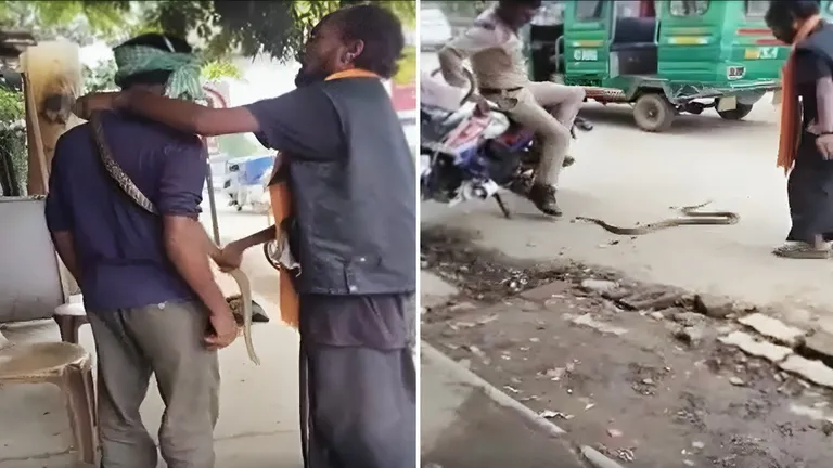 महिला कॉन्स्टेबल की तरफ फेंका जिंदा सांप...फिर युवक के गले में लटकाया, कानपुर में सपेरे ने मचाया तांडव Kanpur snake viral video
