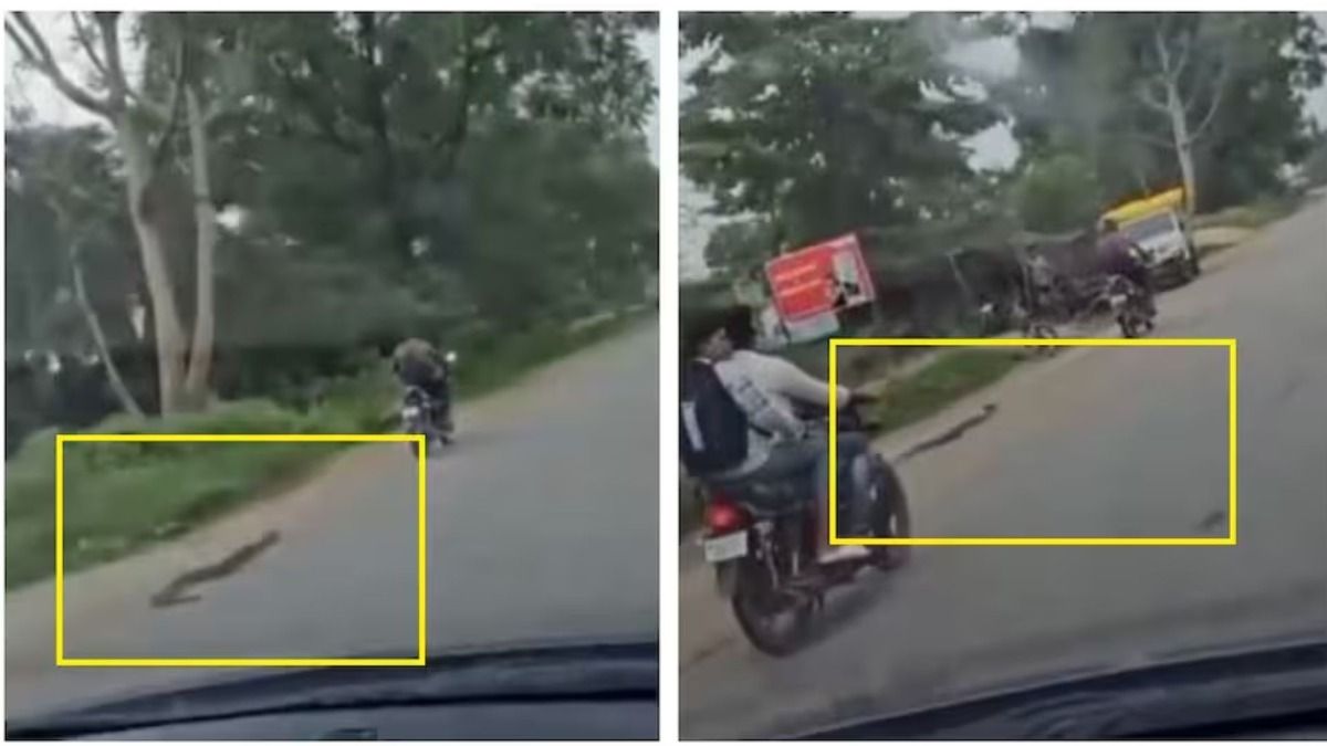 छत्तीसगढ़ में जिंदा अजगर को बाइक से घसीटने का वीडियो वायरल, गुस्साए लोगों ने की कार्रवाई की मांग Chattisgarh Viral Video