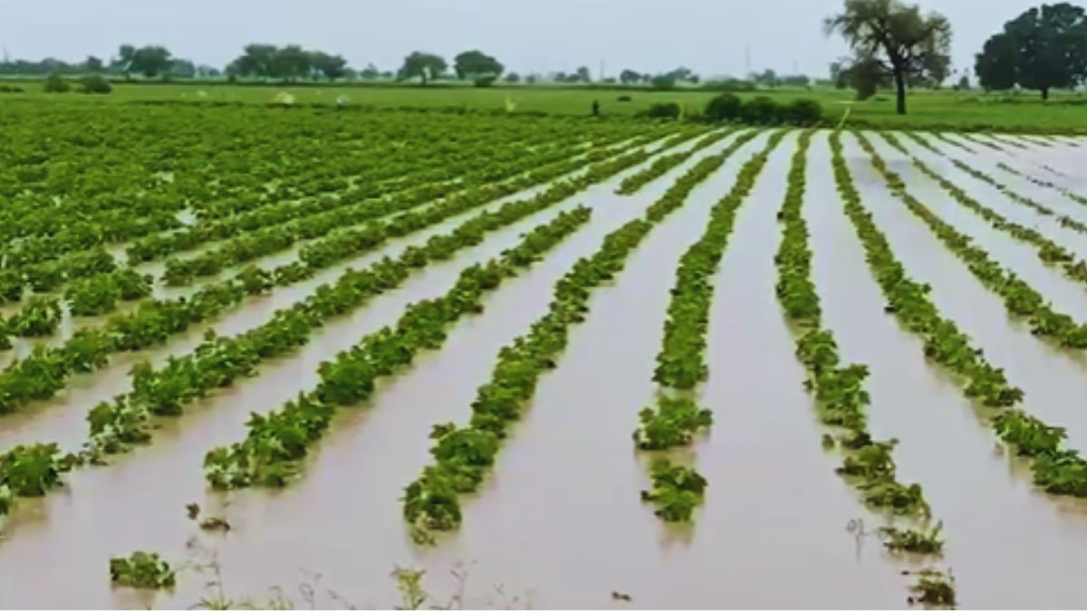 राजस्थान में आज 17 जिलों में बारिश का येलो अलर्ट, अगले सप्ताह को लेकर IMD का आया नया अपडेट NewsTak