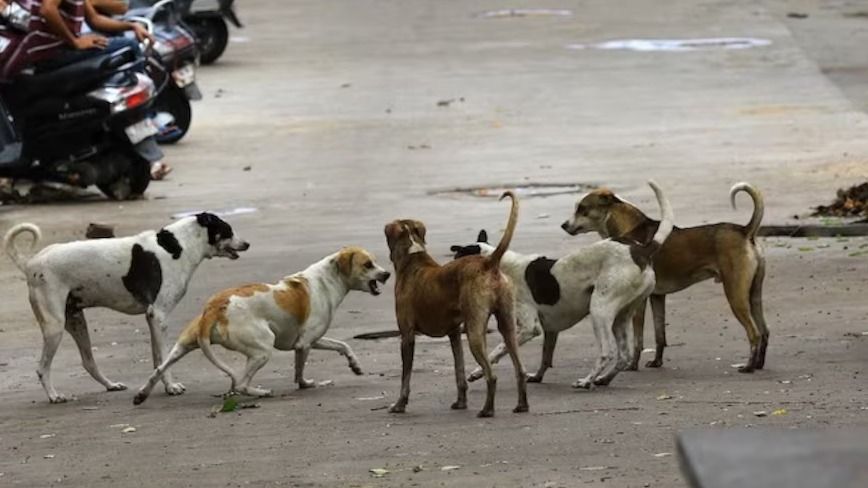स्ट्रीट डॉग्स पर सुप्रीम कोर्ट का बड़ा फैसला, Dog लवर्स को लगाई कड़ी फटकार, जानें पूरा मामला दिल्ली में 5000 शेल्टर बनाने का निर्देश